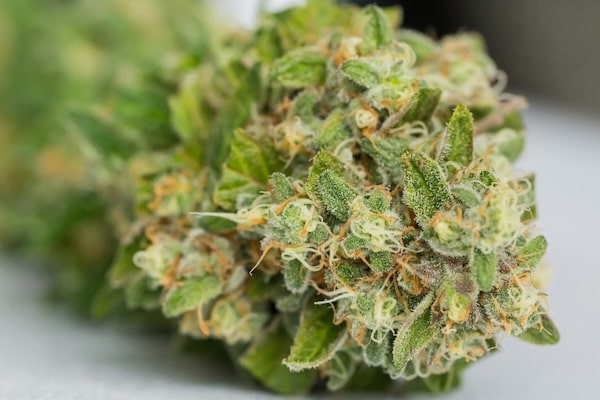 Buds CBD